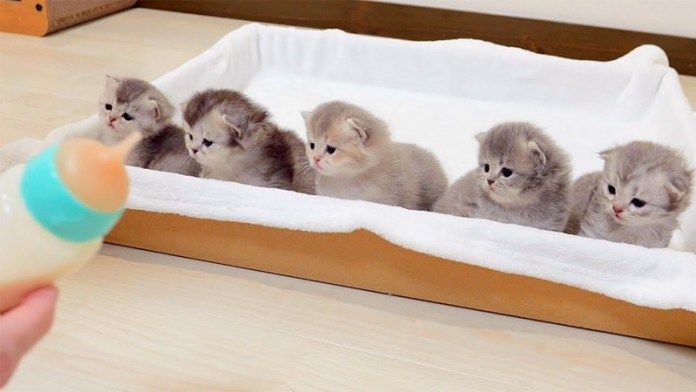 ミルクが気になる子猫達