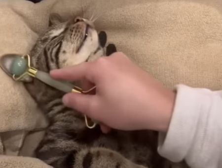 特別な日にゃのかな？ エステでなんでも受け入れちゃう猫さん。