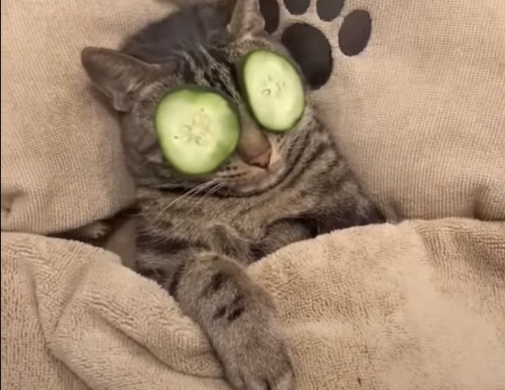 特別な日にゃのかな？ エステでなんでも受け入れちゃう猫さん。