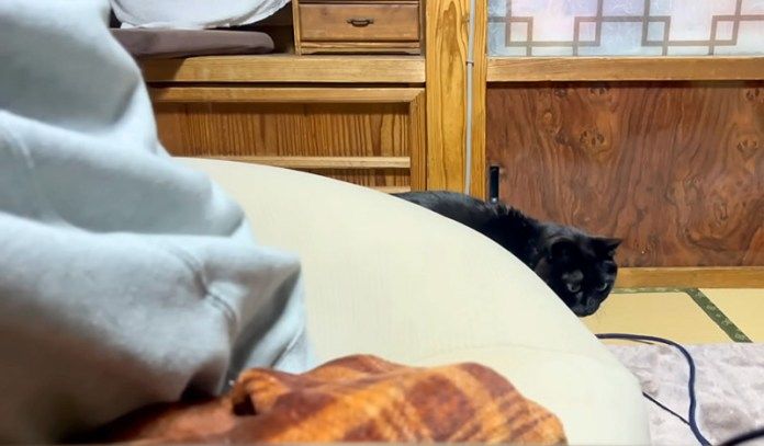 ションボリする猫