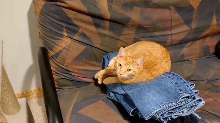 洗濯物を寝床にする猫飼い主を、キョトンと見つめてまったく動かず