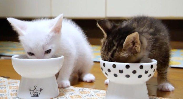 ご飯を食べる子猫達