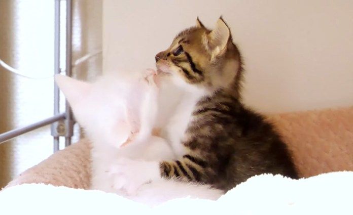 毛づくろいをする子猫