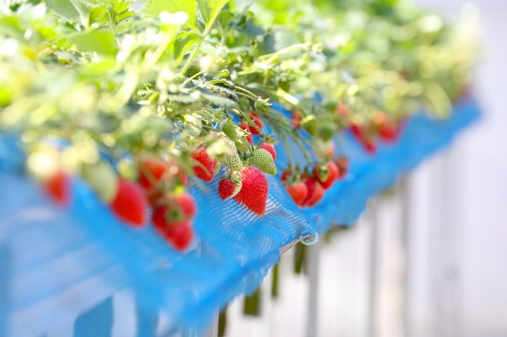 高設栽培なので清潔感がある