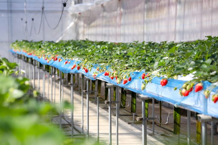 ハウス内で実るたくさんのいちご