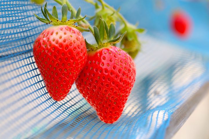 群馬のブランドいちご「やよいひめ」