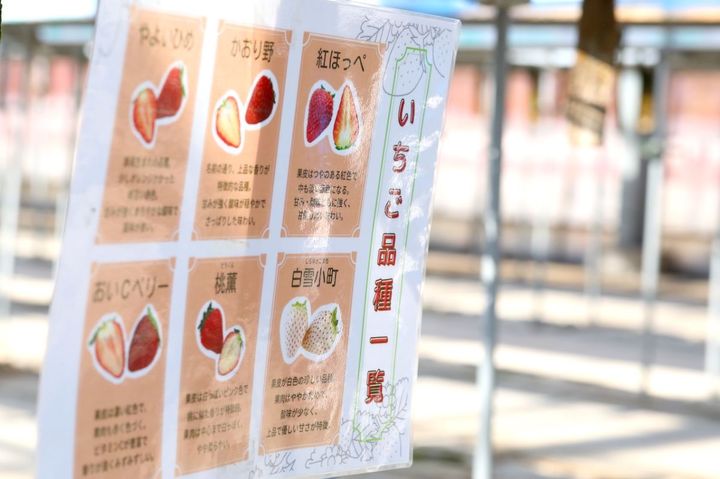 写真付きのいちごの品種一覧