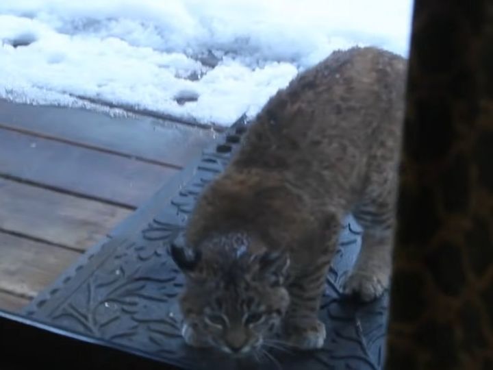 窓の外にいるボブキャット