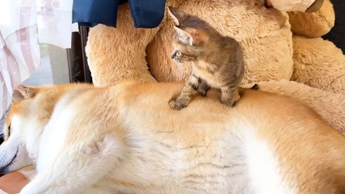 柴犬の背中に乗る子猫