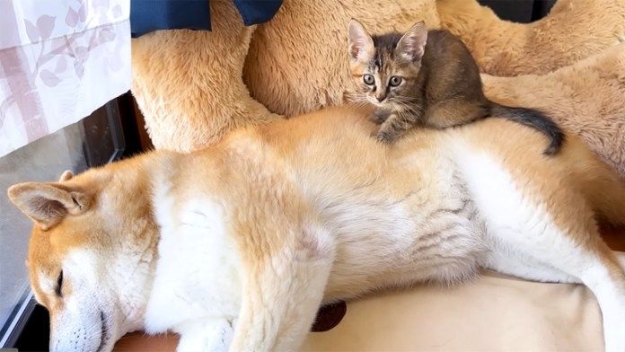 柴犬の背中に乗る子猫