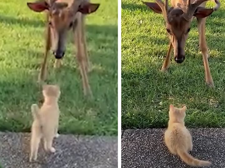 はじめましてだニャ！ 誰とでも仲良くなっちゃう子猫さん♪