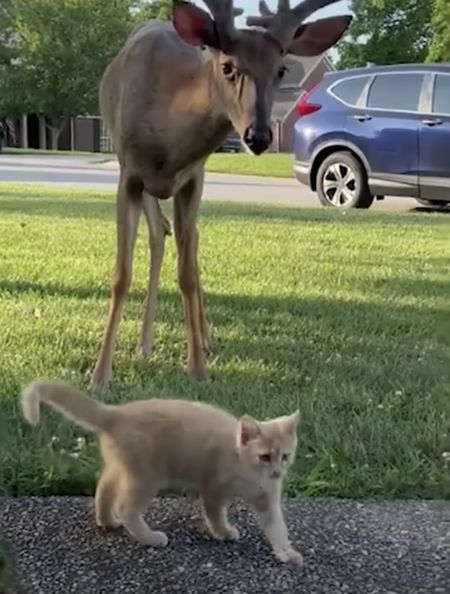 はじめましてだニャ！ 誰とでも仲良くなっちゃう子猫さん♪