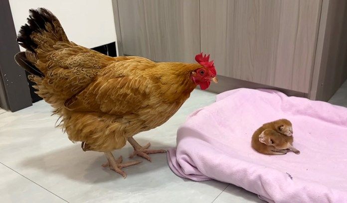 子猫達を見つめるニワトリ