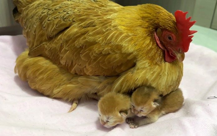 子猫達を温めるニワトリ