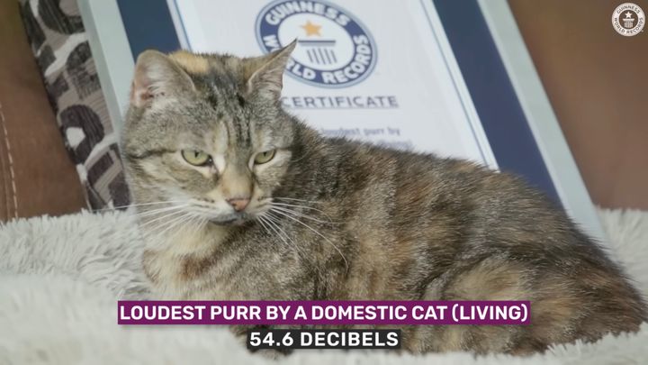 ギネス公認世界最大音量のゴロゴロ、街中の音と同等レベル