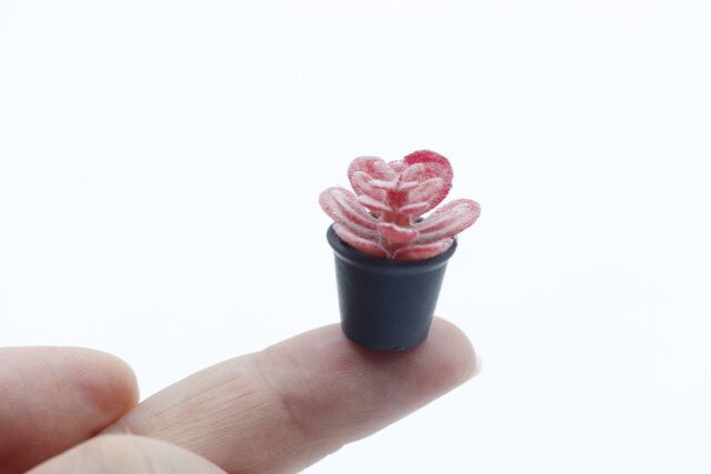 セリアのミニチュア観葉植物のサイズ