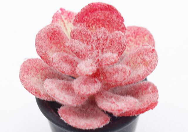 セリアのミニチュア観葉植物は質感がリアル