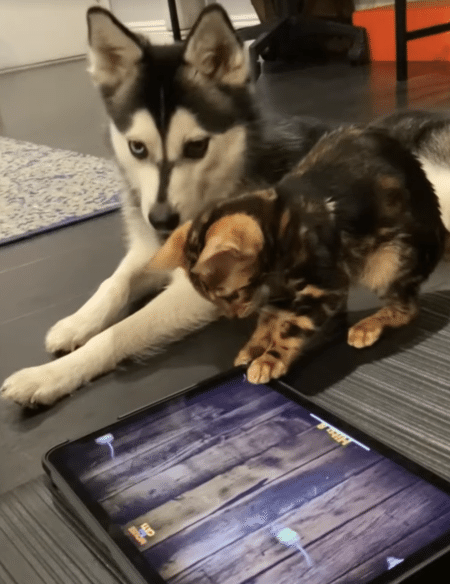「動いてるね、気になるね」ゲーム画面を仲良く見ている犬猫さんがかわいい！