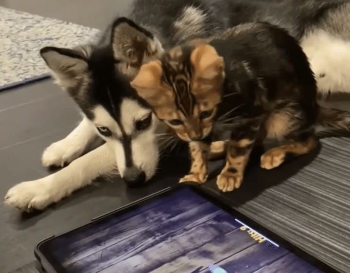 「動いてるね、気になるね」ゲーム画面を仲良く見ている犬猫さんがかわいい！