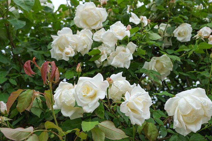 つる ミセス・ハーバート・スティーブンス