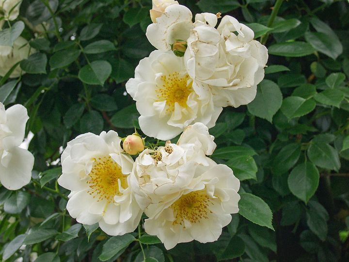 シティ・オブ・ヨーク