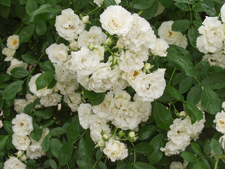 つる サマースノー