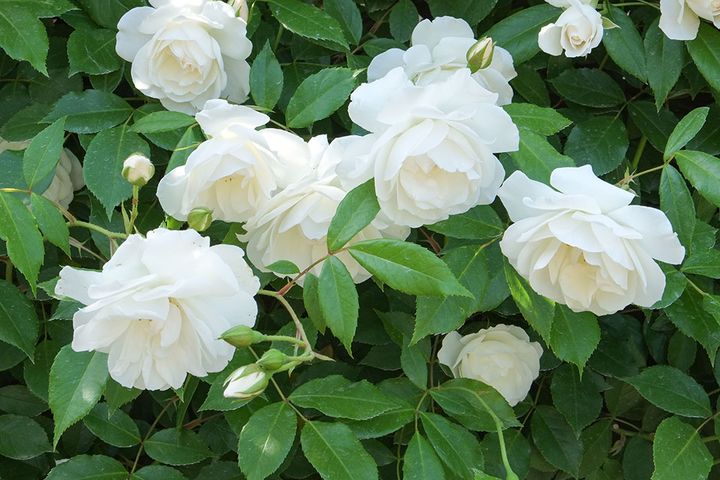 つる アイスバーグ