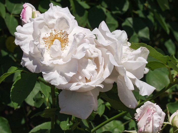 つる フラウ・カール・ドルシュキ