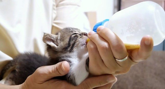 ミルクを飲む子猫
