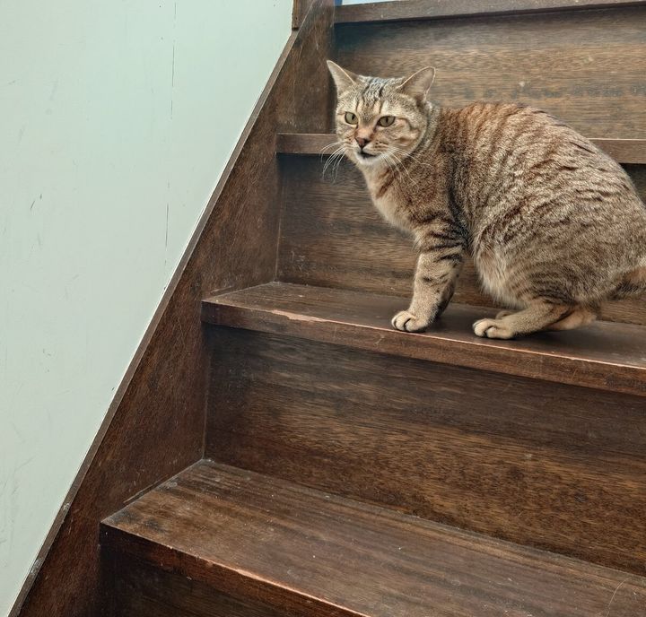 キジトラ猫の「しまきち」ちゃん