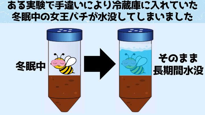 手違いで女王バチを水没させてしまいましたが、生きていました