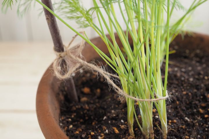 ディルの栽培のコツ