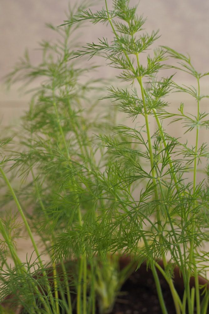 ディルってどんな植物？