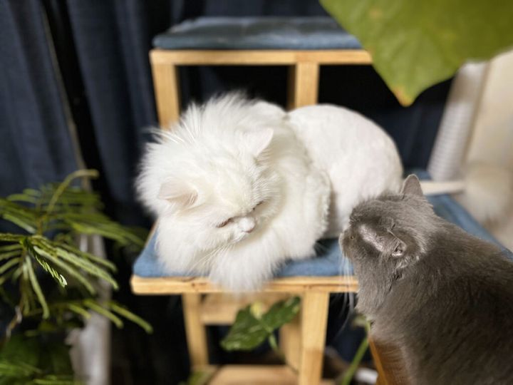 はくべい「いなほの、食パンの画像あげていい？」 いなほ「いいよ」