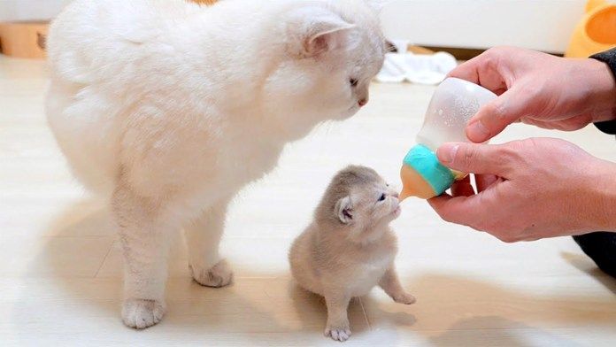 ミルクを譲らない子猫