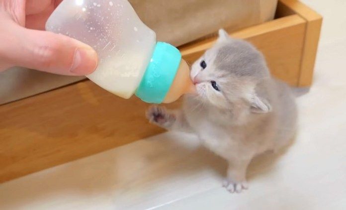 ミルクを飲む子猫