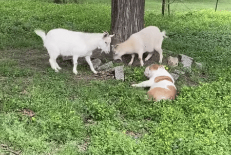 遊んで欲しいのかな？ ヤギの前でコロコロ転がってアピールする犬さん。