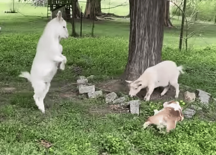 遊んで欲しいのかな？ ヤギの前でコロコロ転がってアピールする犬さん。