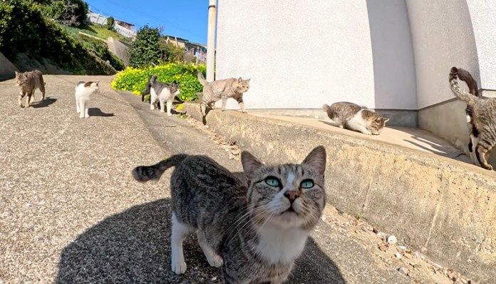 追いかけてきた猫達