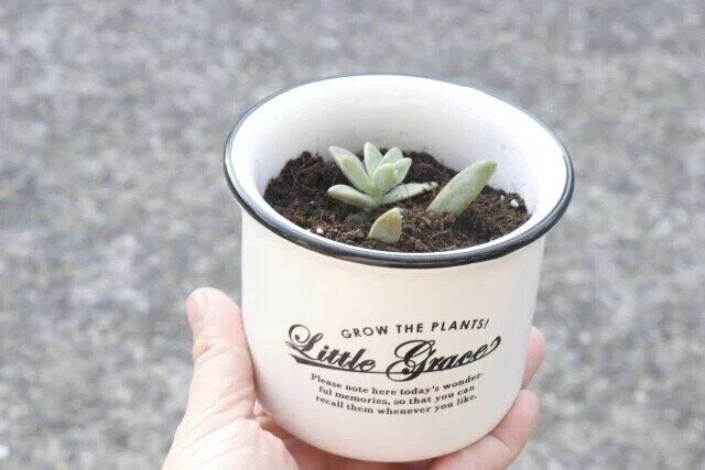 ダイソーのナチュラルポット（直径約10cm、高さ約8.5cm）を使って植えた植物