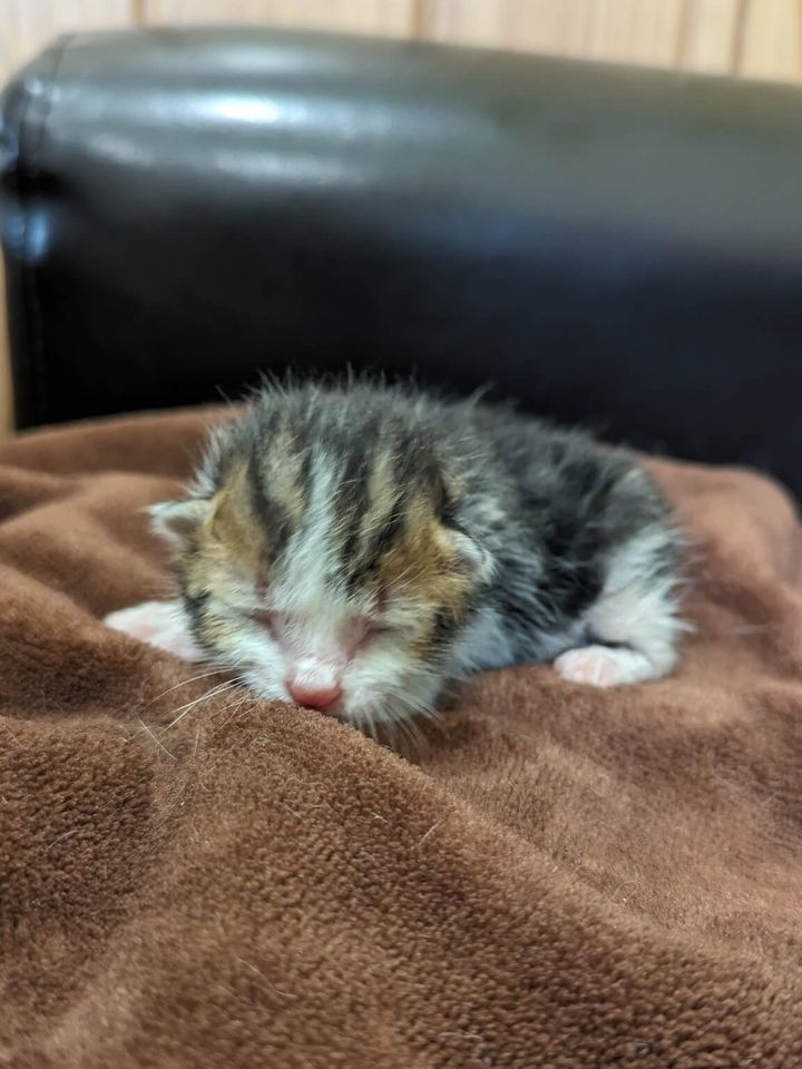 タオルの上で気持ち良さそうに眠る仔猫