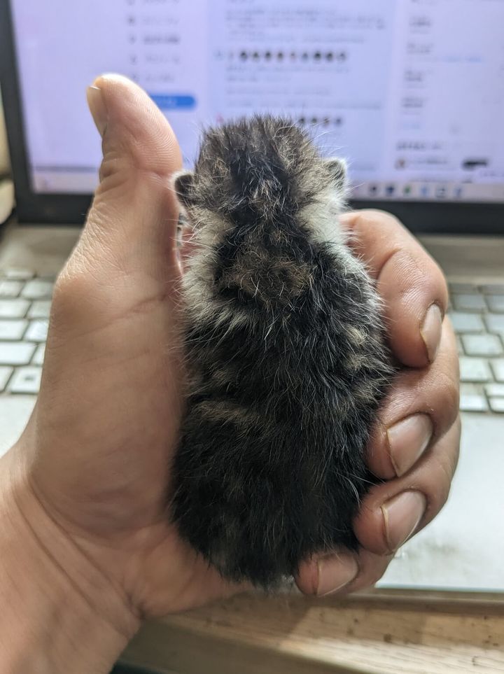 人間の片手に持たれて眠る仔猫の後ろ姿