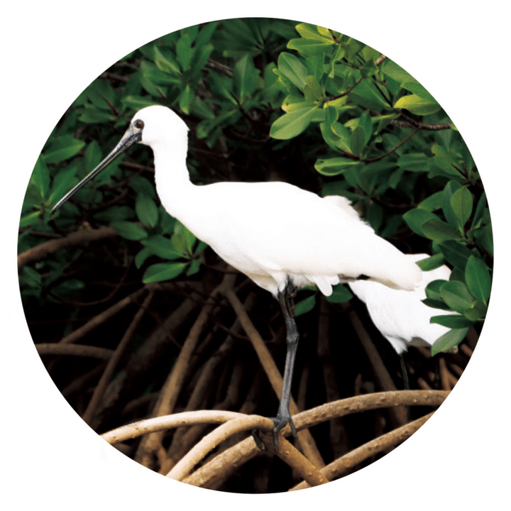 希少なクロツラヘラサギ／西表島ホテル