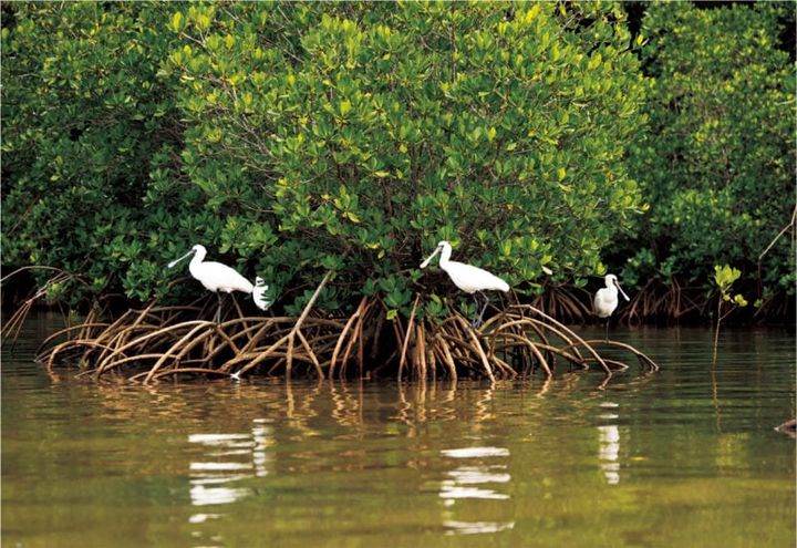 希少なクロツラヘラサギ／西表島ホテル