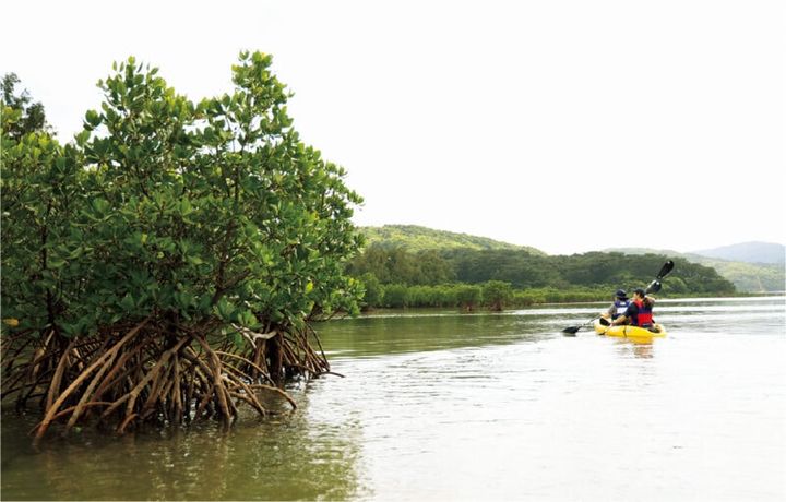 マングローブカヤック／西表島ホテル