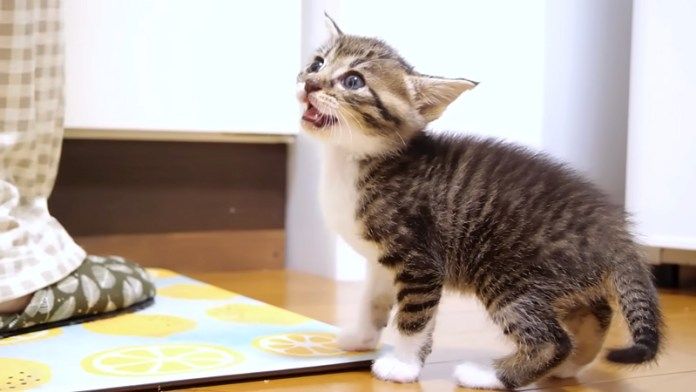 ご飯を催促する子猫