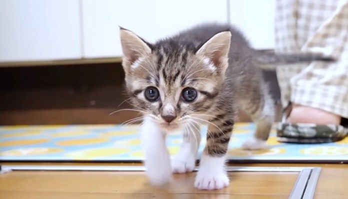 ご飯を催促する子猫