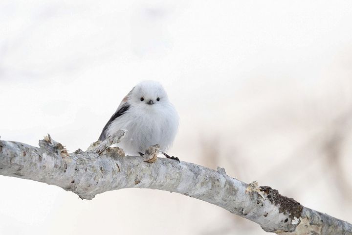 優しくはかなげな表情が魅力……シマエナガ