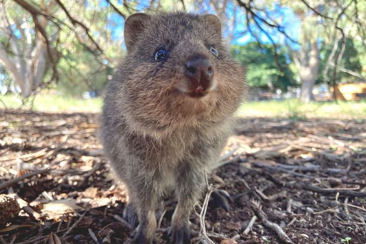 人間が見ると最上級の笑顔に見えるクアッカワラビー