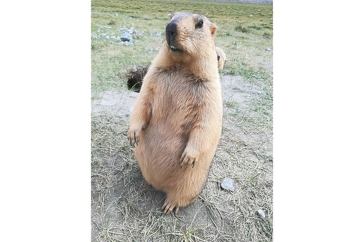 マイナーだけど人気の動物たち